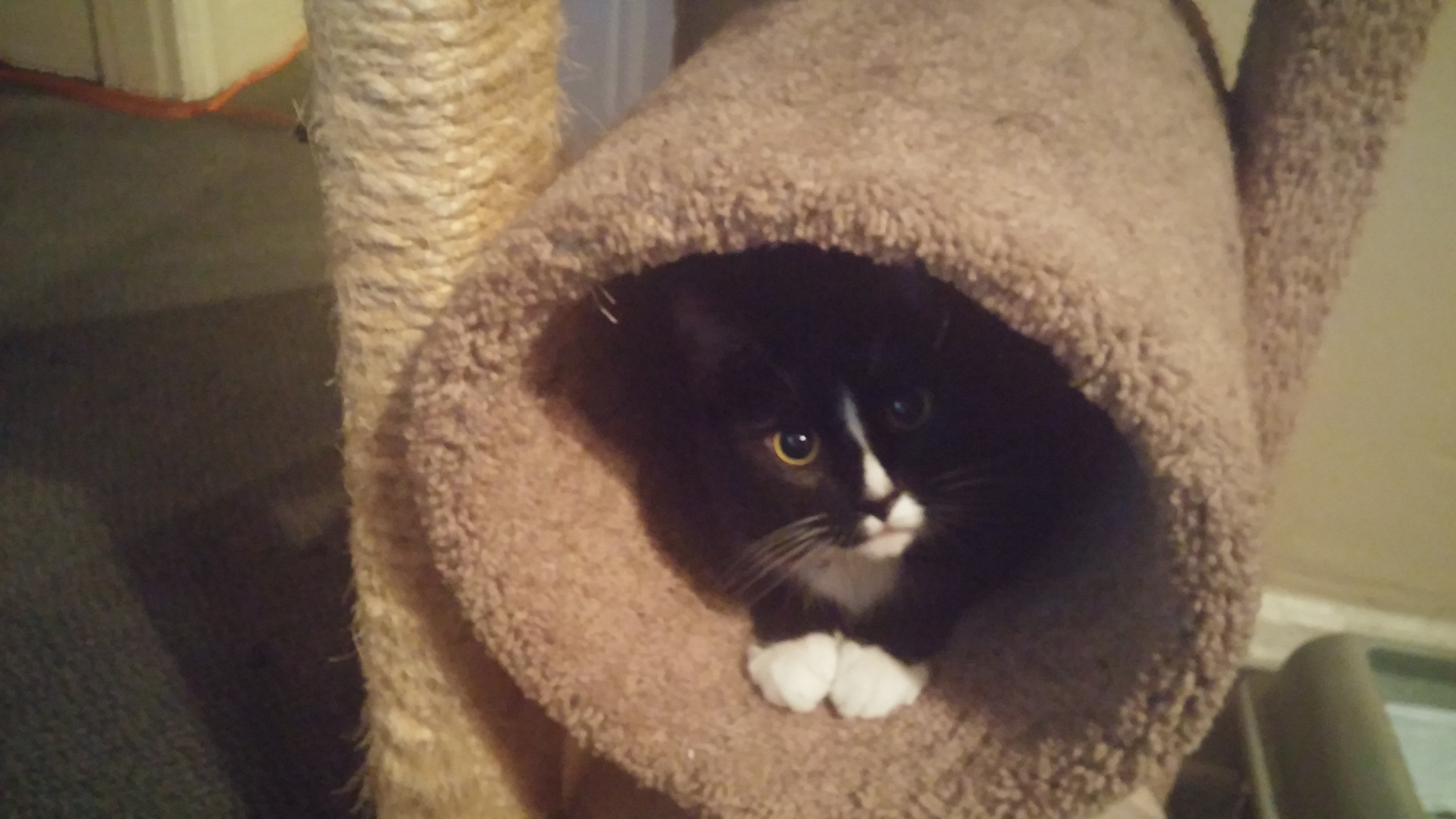 Sinta in his cat tree