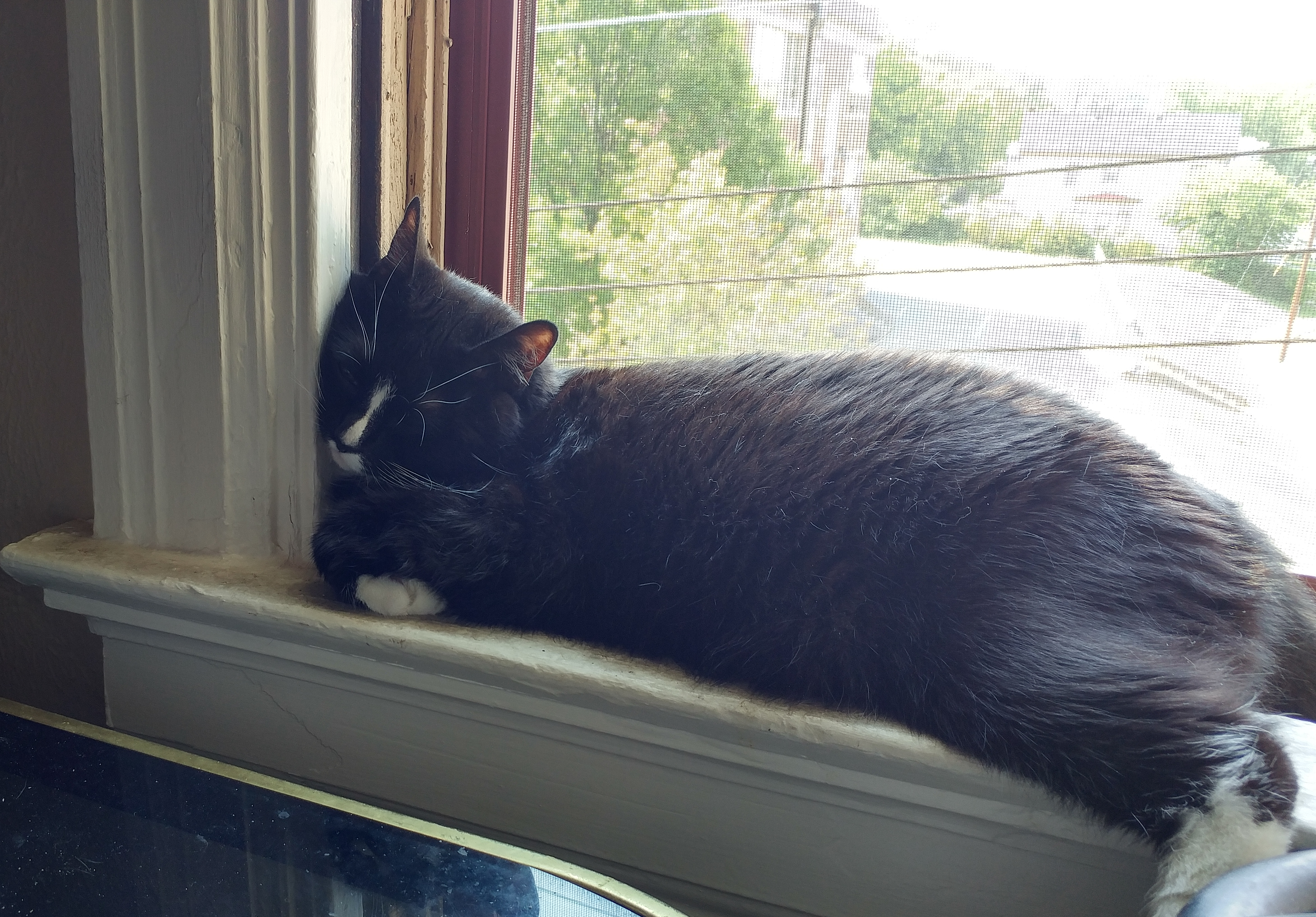 Sinta Kitty Sleeping in the window